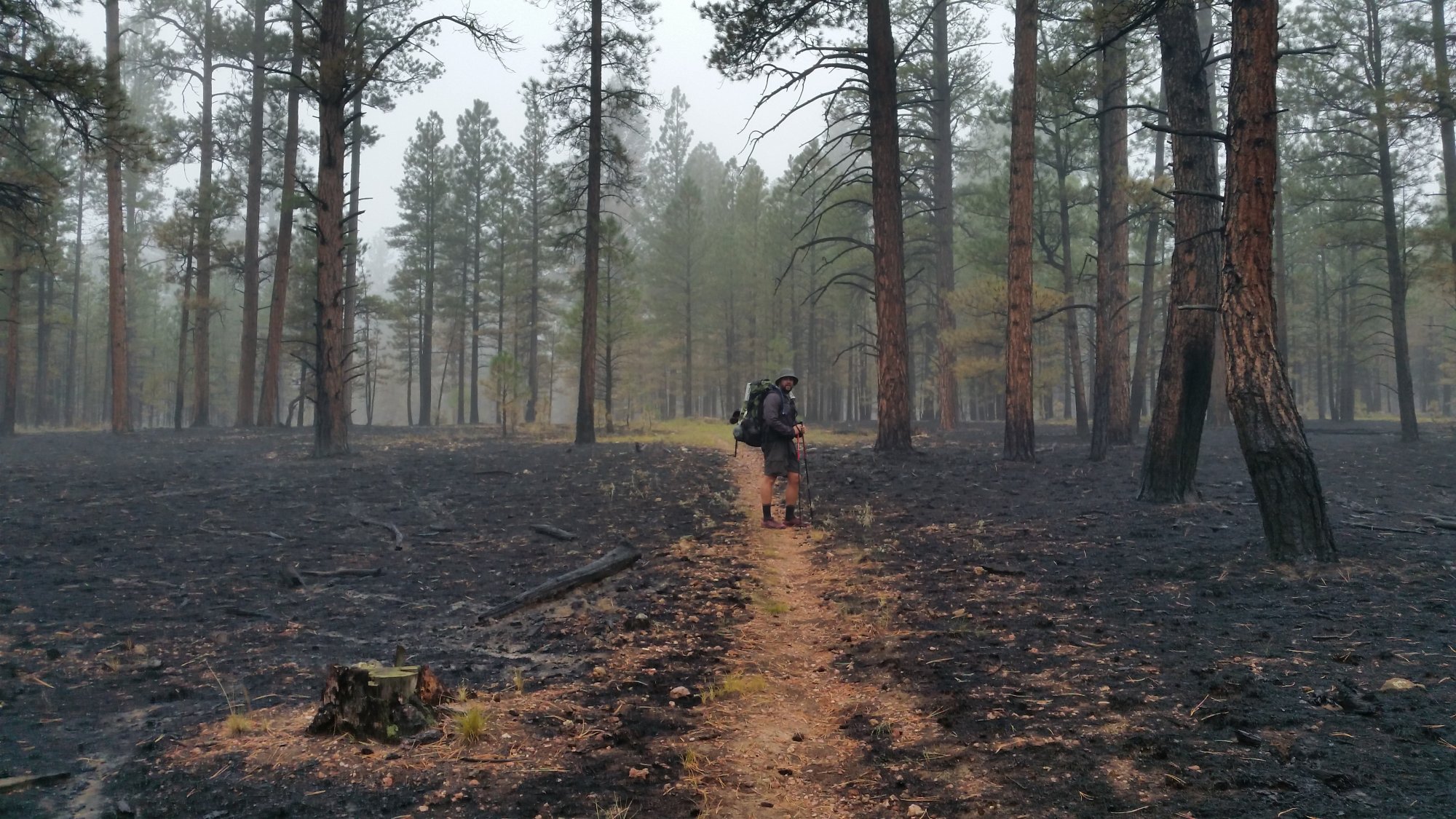 A backpacker standing on the Arizona Trail surrounded by blackened ground and charred ponderosa pines after a prescribed burn