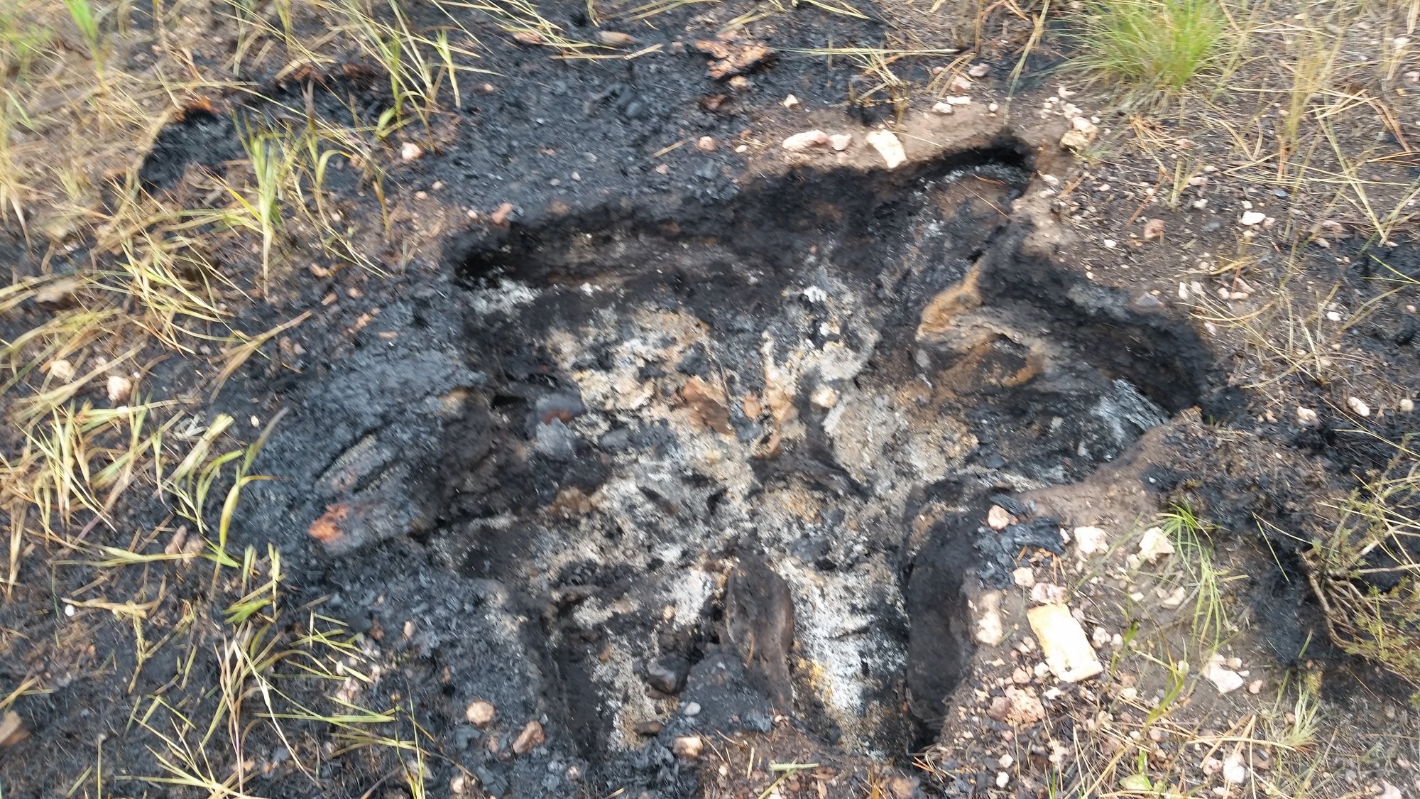 Close-up of a burned stump with holes in the charred ground where its roots burned away beneath the surface